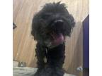 Adopt Buzz a Poodle, Shih Tzu