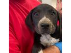 Adopt Enzo a Chocolate Labrador Retriever