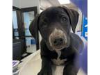 Adopt Eric a Chocolate Labrador Retriever