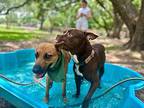 Hunter Smalls Black Mouth Cur Adult Male