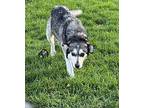 (bk) Milwaukee Mixed Breed (Medium) Puppy Male