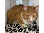 Davey ~ Barn Cat - Shop Cat Domestic Shorthair Adult Male