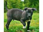 PUPPY TON O FUN TUCKER Labrador Retriever Puppy Male