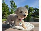 Gigi aka Scruffy Bichon Frise Young Female