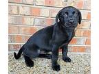 PUPPY PORTHOS Mountain Cur Puppy Male