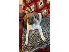 Adopt Cooper G. a Black Mouth Cur, Australian Cattle Dog / Blue Heeler