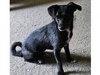 Allie Chihuahua Puppy Female