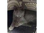 Quartz ~ Semi Feral - Feral Barn Cat - Shop Cat Domestic Shorthair Adult Male