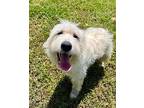 PATRICIA* Great Pyrenees Adult Female