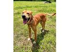 FLEHMEN* Labrador Retriever Adult Male