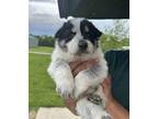 (bk) Mick Mixed Breed (Medium) Puppy Male