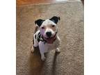 Adopt Clyde a Pit Bull Terrier