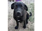 (bh) Luke Mixed Breed (Medium) Puppy Male