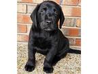 PUPPY D'ARTAGNAN Labrador Retriever Puppy Male