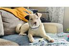 Frankie American Staffordshire Terrier Adult Male