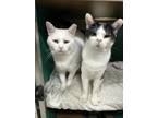 Silverton Domestic Shorthair Young Male