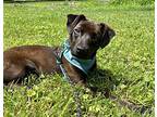 CYNTHIA* Labrador Retriever Young Female