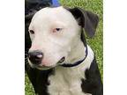 EGGY Labrador Retriever Young Male