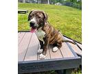 PICKLES* Anatolian Shepherd Puppy Male