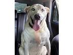 ODIE Labrador Retriever Senior Male