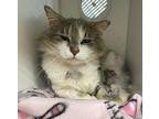 Regis ~ Friendly Barn Cat/Shop Cat Domestic Mediumhair Adult Male