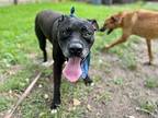 Neo fishy face Labrador Retriever Senior Male