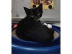 Chippy Domestic Shorthair Kitten Male