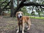 Maxx Kris Golden Retriever Senior Male