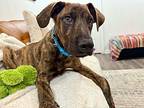 Sonny Summer Plott Hound Puppy Male