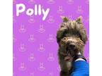 Polly Schnauzer (Standard) Adult Female