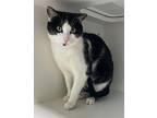 Holland ~ Barn Cat -Shop Cat Domestic Shorthair Adult Female