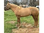 Aqha Palomino Stallion