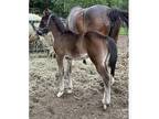 AQHA stud colt