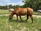 Aqha Mare in Foal
