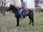 Black horse really rides nice