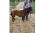 Gentle Pony