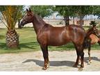 Clandestina, Andalusian chestnut