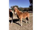 HaflingerQuarter Horse Yearling