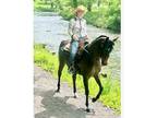 Half Arab Mare 15.1hh 10 yrs old
