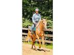 Palomino Quarter Horse Gelding
