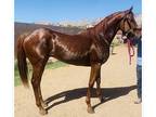 Flashy TB gelding