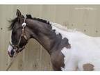 Yearling Grullo Filly. EEDD