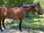 OTTB Bay Mare