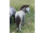 Miniature horse