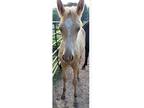 Beautiful filly