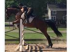 17 h TB Gelding multi- talented