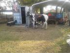 APHA Paint Stallion