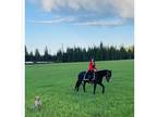Gorgeous FriesianAztec mare