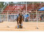 Junior RodeoLesson Mare