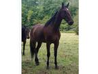 Retired Standardbred